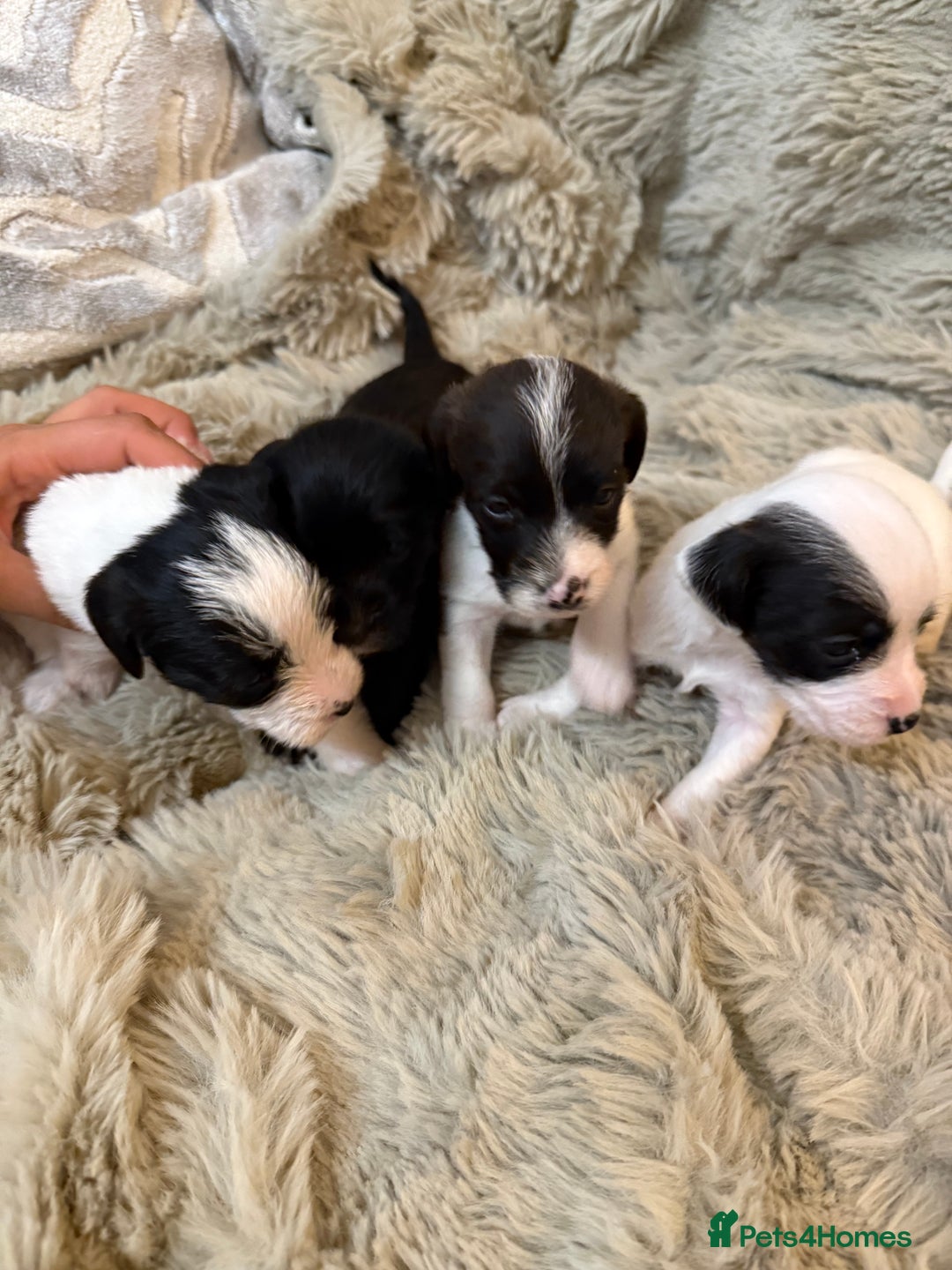 Jackapoo dogs for sale: Jackapoo - Advert 9