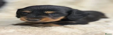 Miniature Dachshund 4
