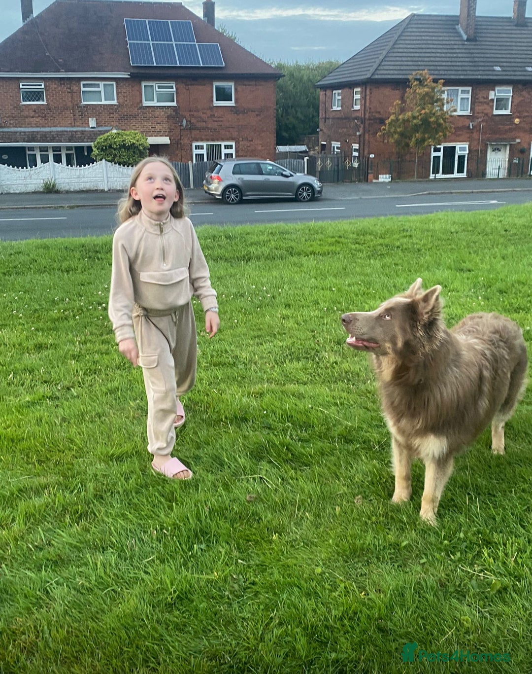 German Shepherd dogs for stud: Sabre, big strong straight backed DMclear male GSD in Stoke-on-Trent - Image 10