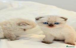 Scottish Fold cats for sale: Half Scottish half British short hair  in London - Image 15