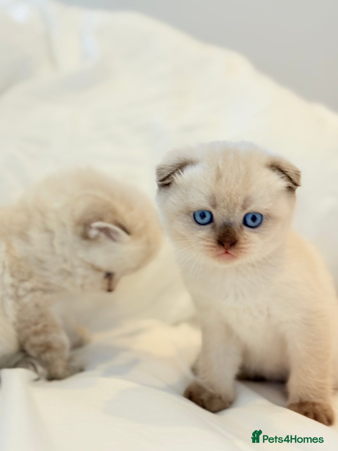 Scottish Fold cats for sale: Half Scottish half British short hair  in London - Image 15