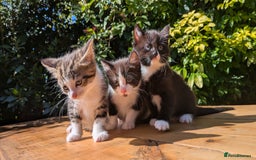Mixed Breed cats for sale: Tuxedo Kittens - Image 4