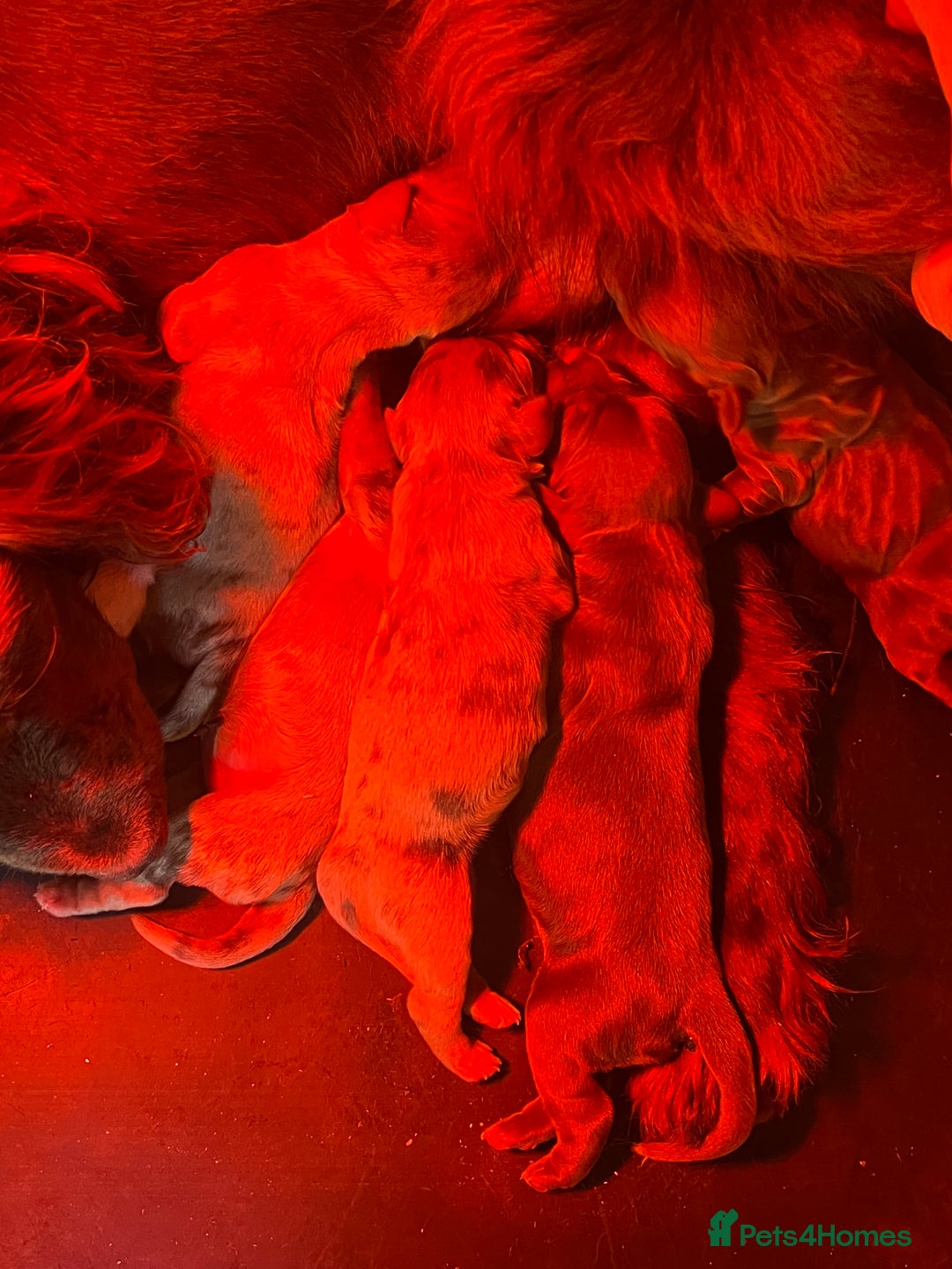 Cocker Spaniel dogs for sale: Beautiful cocker spaniels pups in Bishop Auckland - Image 8