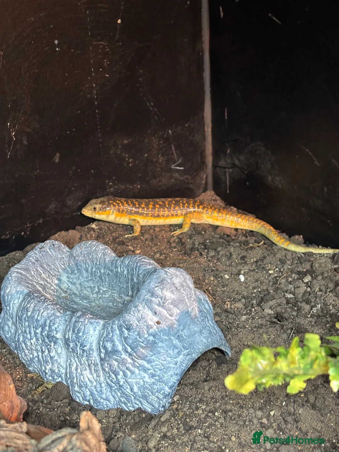 Skink reptiles for sale: Breeding pair Berber skinks  in Colwyn Bay - Advert 2