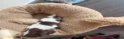 Cocker Spaniel dogs for sale: Cocker spaniel puppies ready Sunday  in Peterborough - Advert 5
