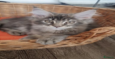 Maine Coon cats - Advert 4