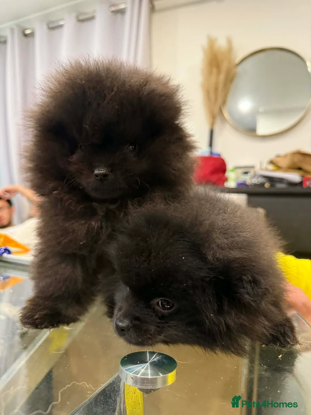Pomeranian dogs for sale: Adorable Black Pomeranian Puppies  in Morecambe - Advert 6