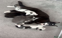 British Shorthair cats for sale: british shorthair kittens for sale - Image 8