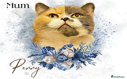 British Shorthair cats for sale: GCCF BRITISH SHORTHAIR/LONGHAIR KITTENS  in London - Image 2