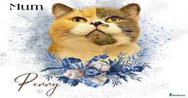 British Shorthair cats in London - Advert 9