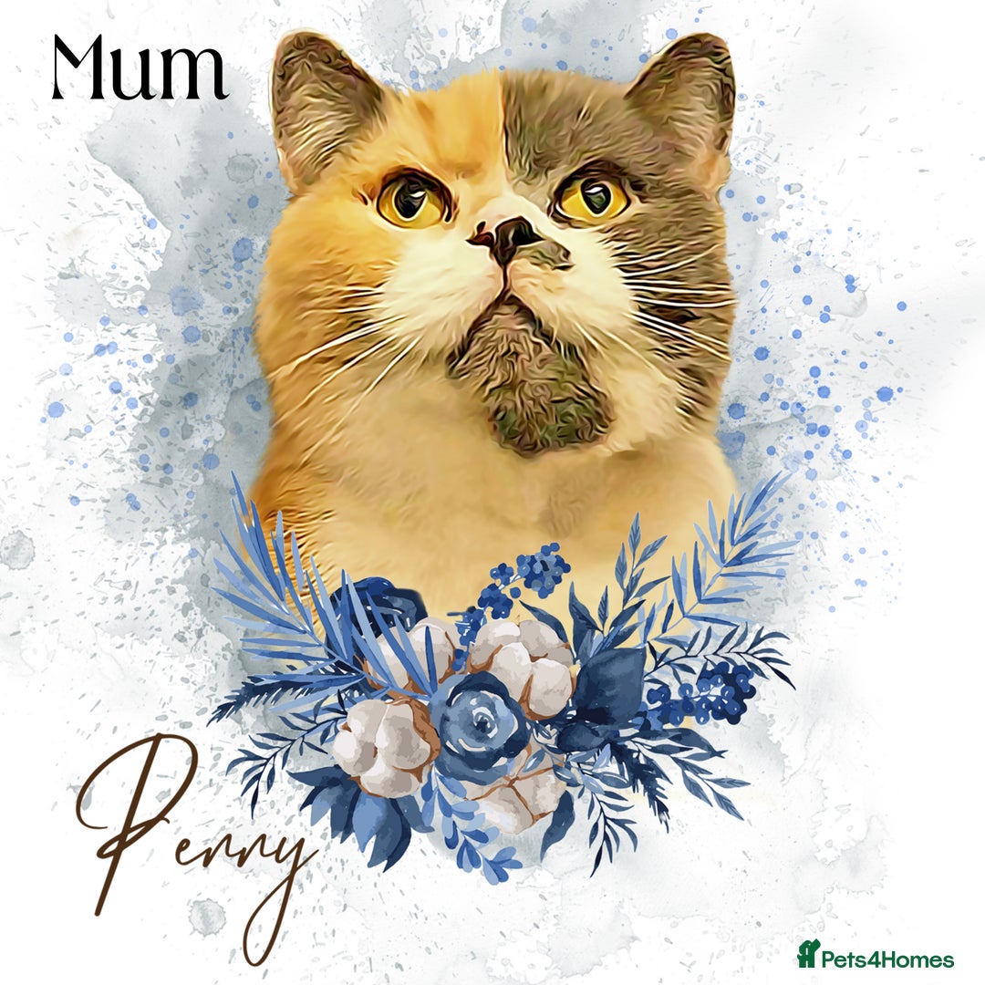 British Shorthair cats for sale: GCCF BRITISH SHORTHAIR/LONGHAIR KITTENS  in London - Image 2