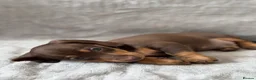 Miniature Dachshund dogs for sale: Chocolate and tan short haired mini dachshund  - Advert 10