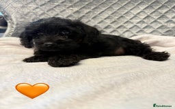 Schnoodle dogs for sale: Beautiful Schnoodle Puppies For Sale - Image 6