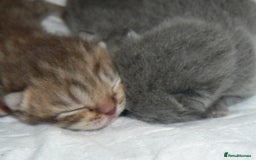 British Shorthair cats for sale: Pedegree British Blue + Tabby Shorthair Kittens - Image 13