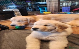Golden Retriever dogs for sale: 2 Golden Retriever Puppies For Sale - Image 3