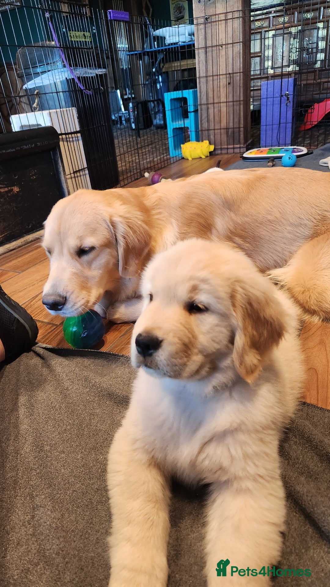 Golden Retriever dogs for sale: 2 Golden Retriever Puppies For Sale - Image 3