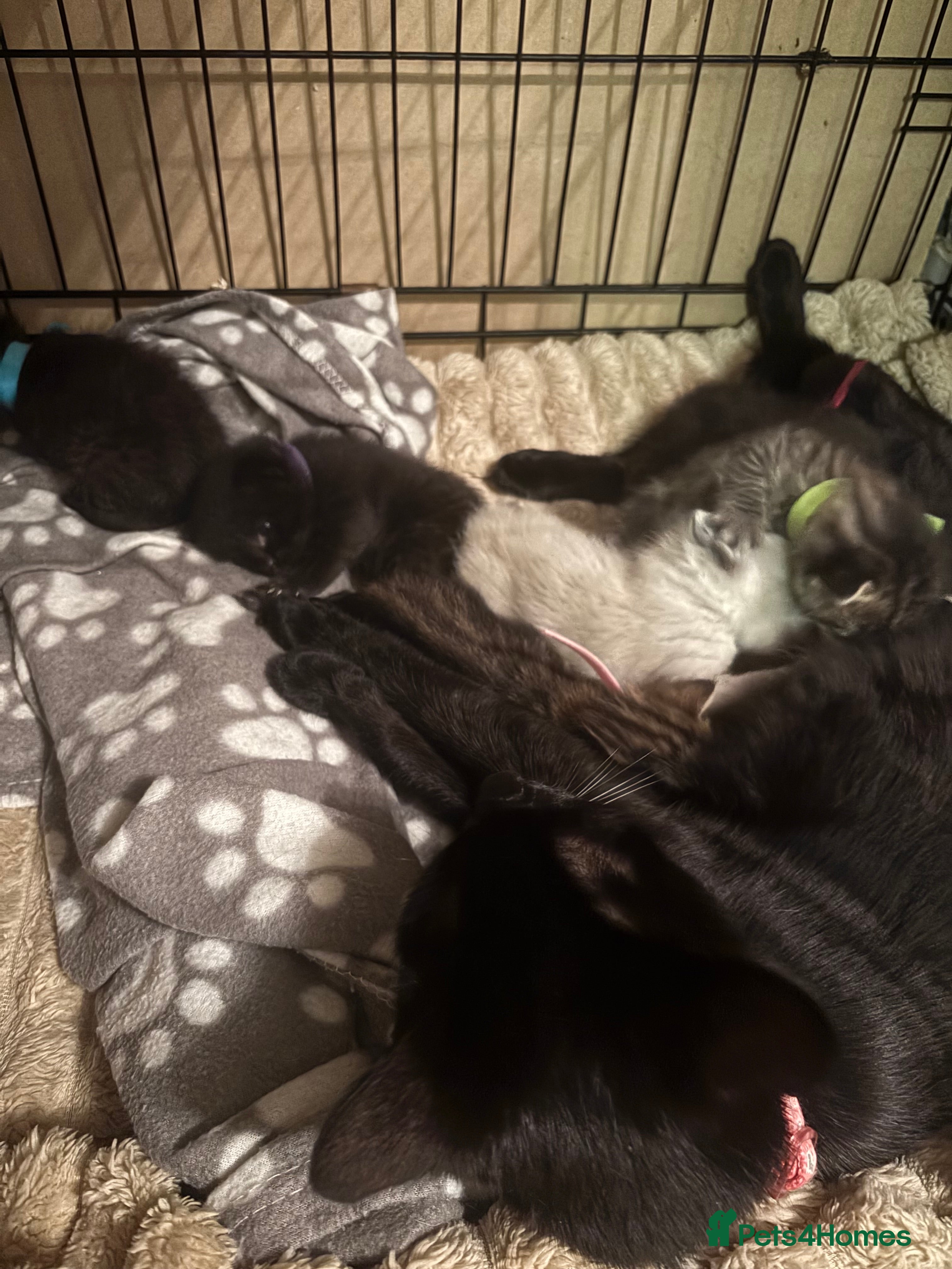 Mixed Breed cats mixed breed kittens for sale  - Advert 1