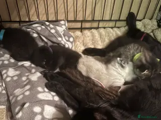 Mixed Breed cats mixed breed kittens for sale - Advert 2