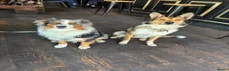 Mixed Breed dogs for sale: 8 Puppies for Sale - 6 Male, 2 Female - Advert 2