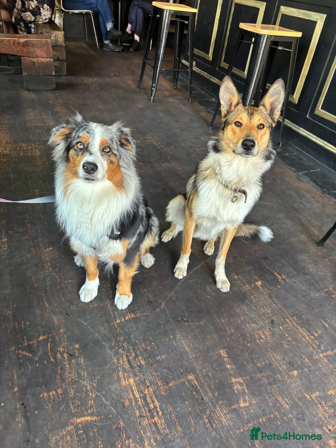 Mixed Breed dogs for sale: 8 Puppies for Sale - 6 Male, 2 Female - Advert 2