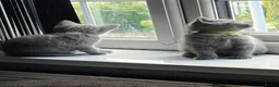 British Shorthair cats for sale: Pure British shorthair kittens - Advert 2