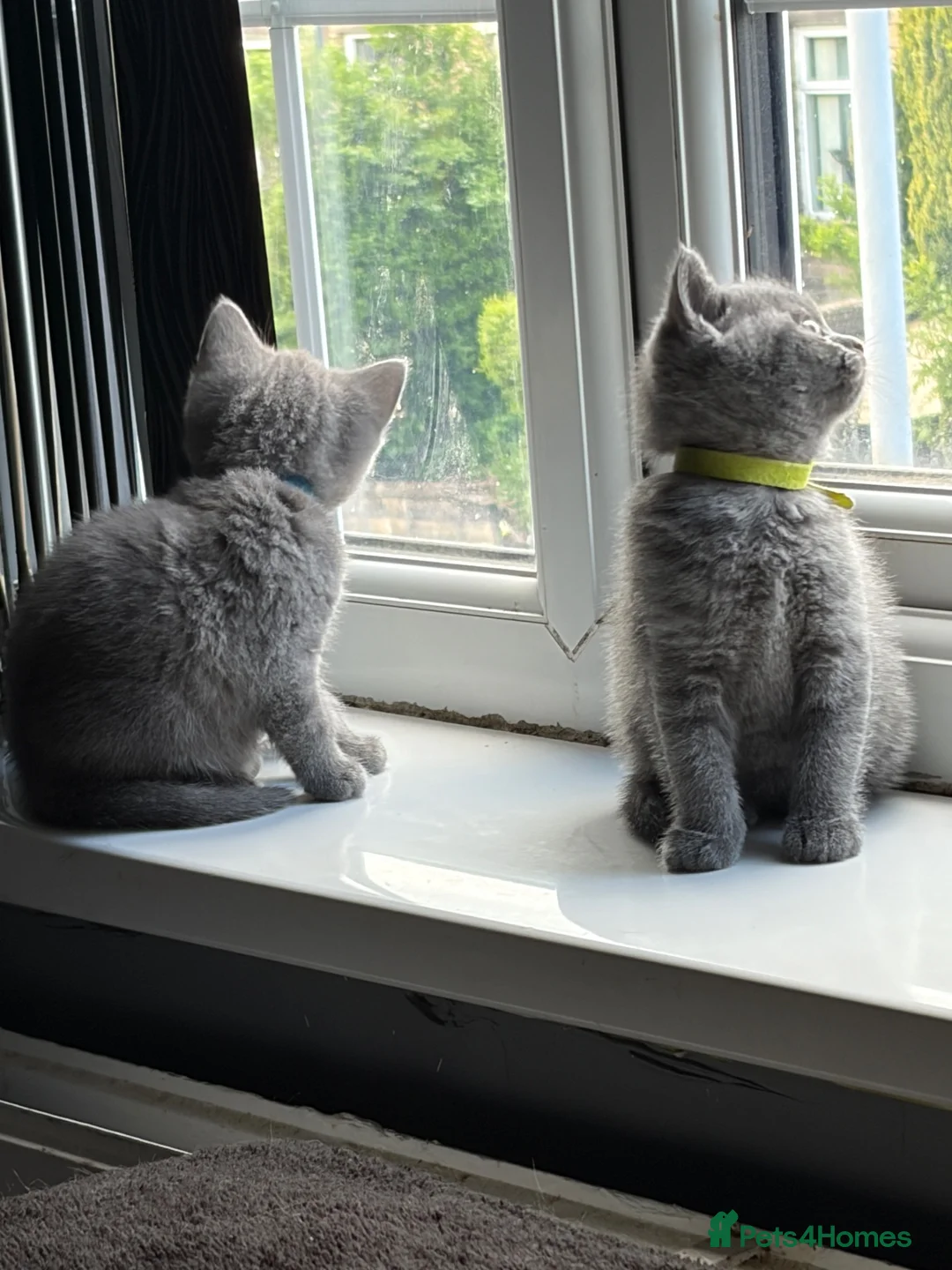 British Shorthair cats for sale: Pure British shorthair kittens - Advert 2