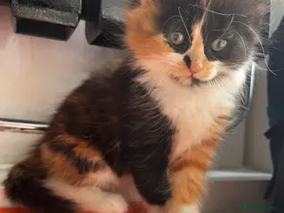 Turkish Angora cats Turkish Angora Playful Kittens - Advert 7