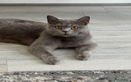 British Shorthair cats for sale: British shorthair kittens last male  - Image 9