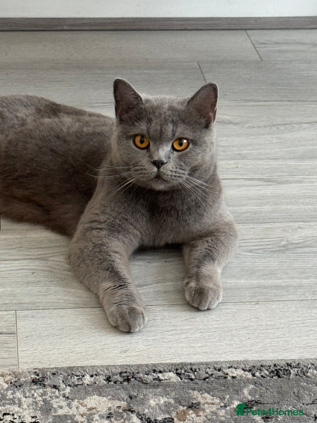 British Shorthair cats for sale: British shorthair kittens last male  - Image 9