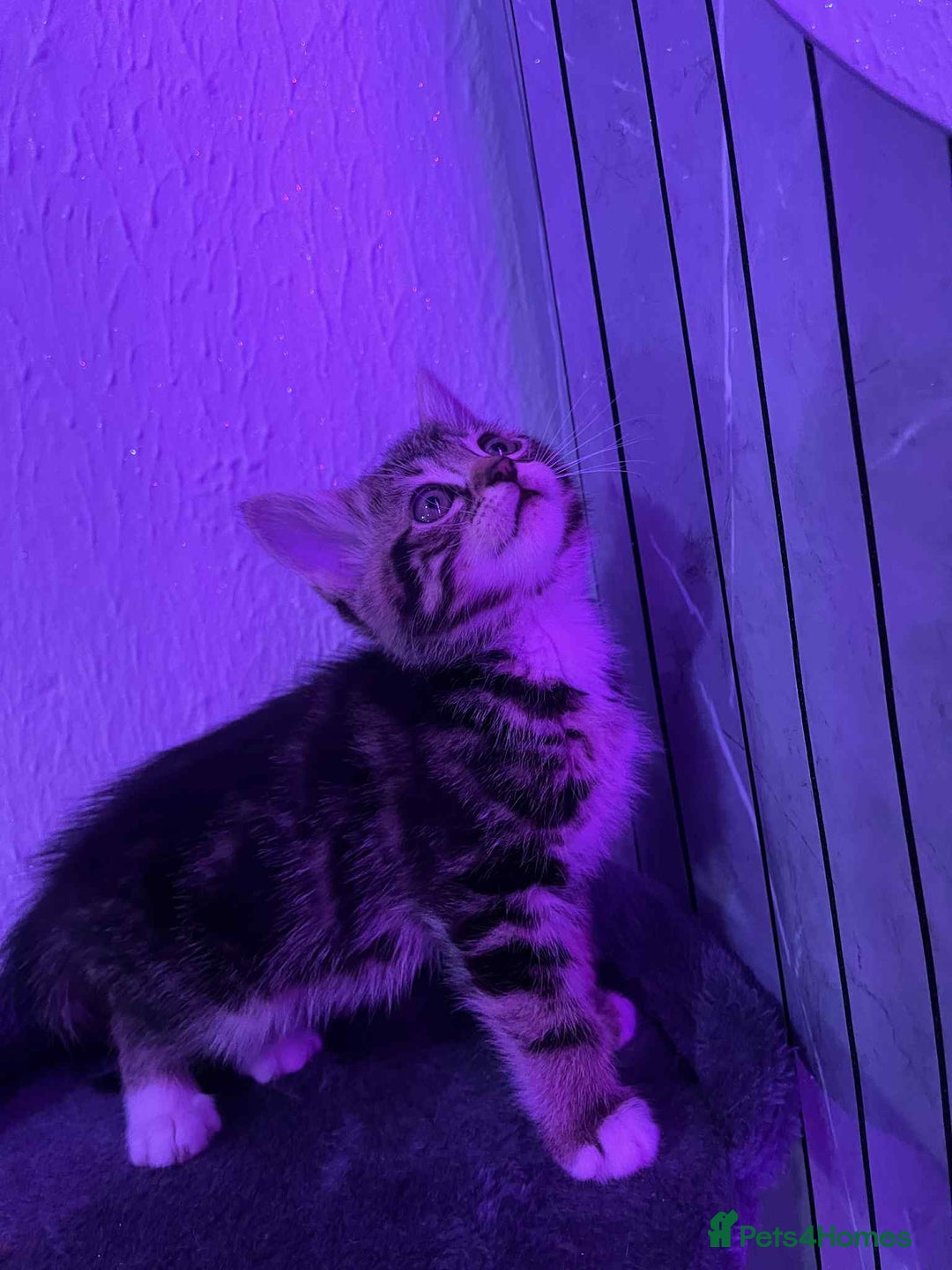 Mixed Breed cats for sale: Ready to go on the 28th - Advert 3