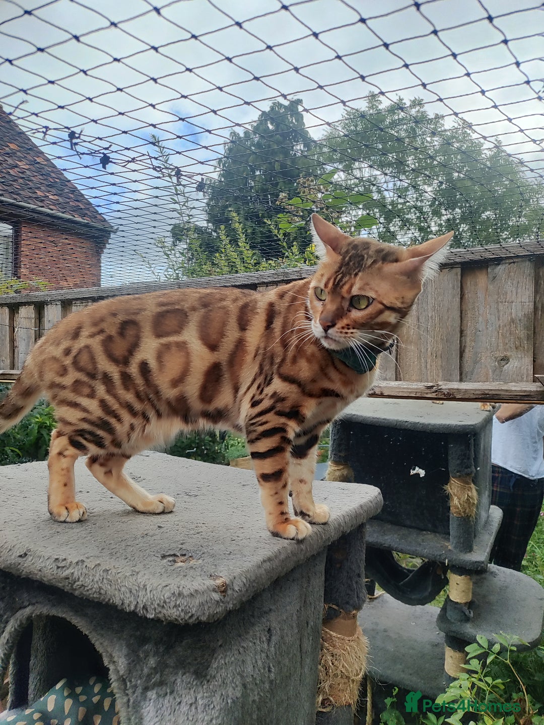 Bengal cats for sale: 🐆 Beautiful TICA Registered Bengal – SarI 🐆 - Image 2