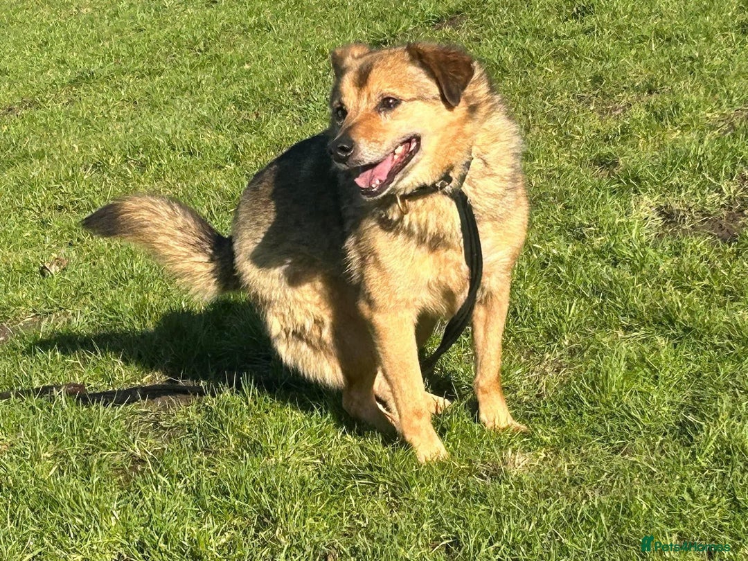 Mixed Breed dogs for adoption: Einstein - Norwich Norfolk  in Norwich - Image 9