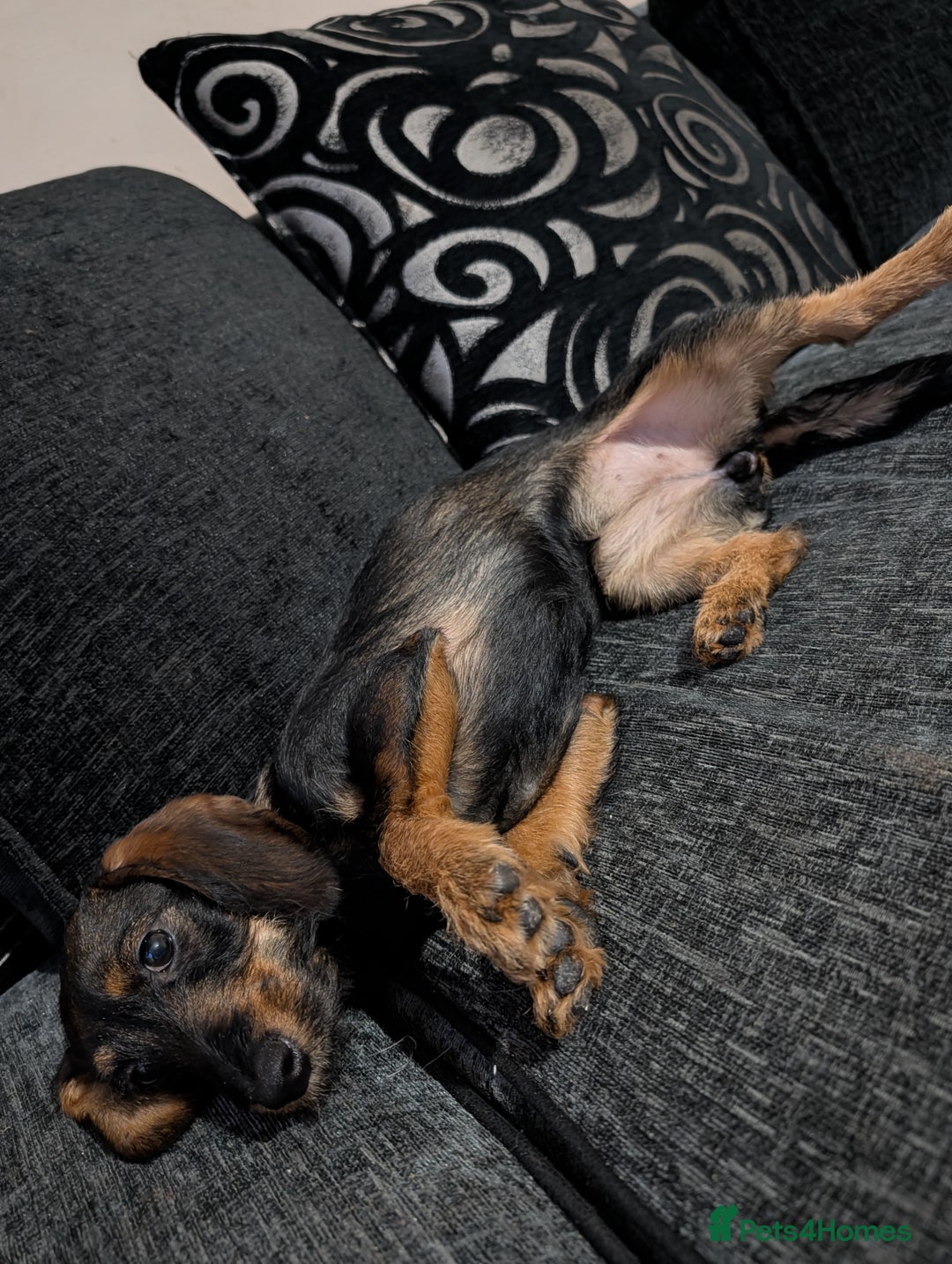 Doxiepoo dogs for sale: Doxiepoo  - Advert 2