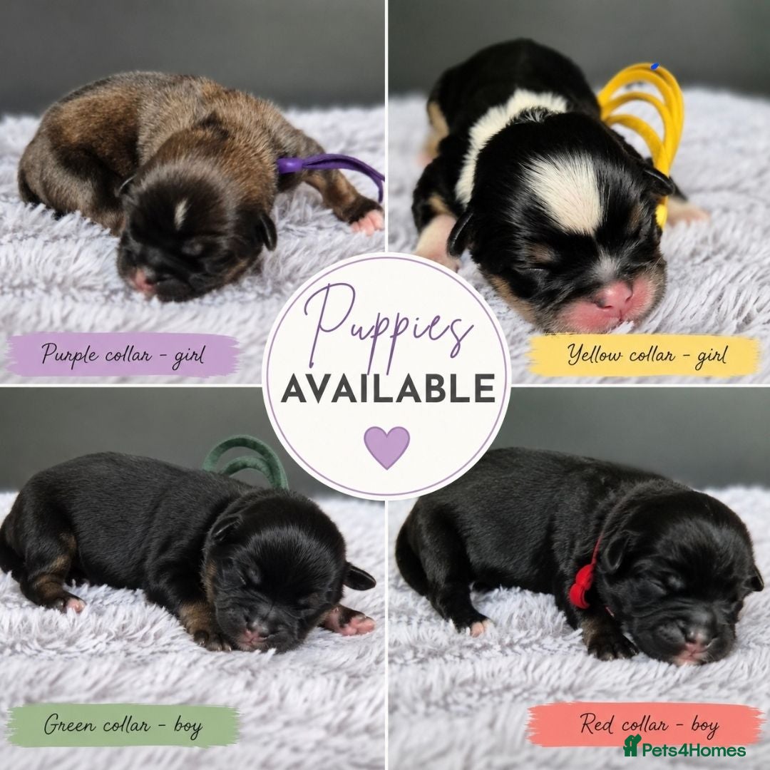 Lhasa Apso dogs KC LHASA APSO puppies due soon  - Advert 8