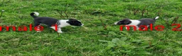 Border Collie dogs for sale: Isds border collie pups for sale in Keith - Advert 9