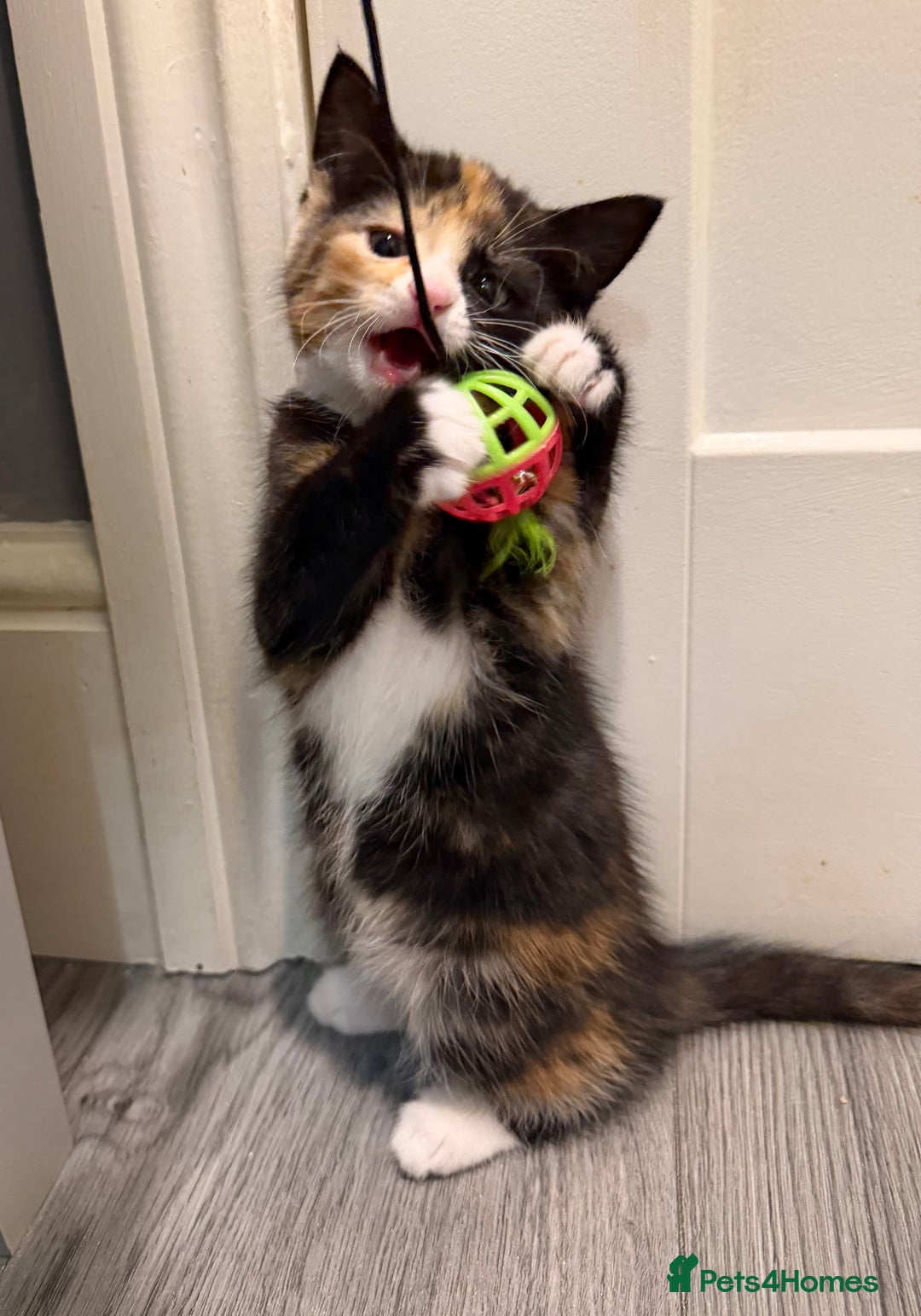 Mixed Breed cats for sale: 5 kittens for sale - Advert 27