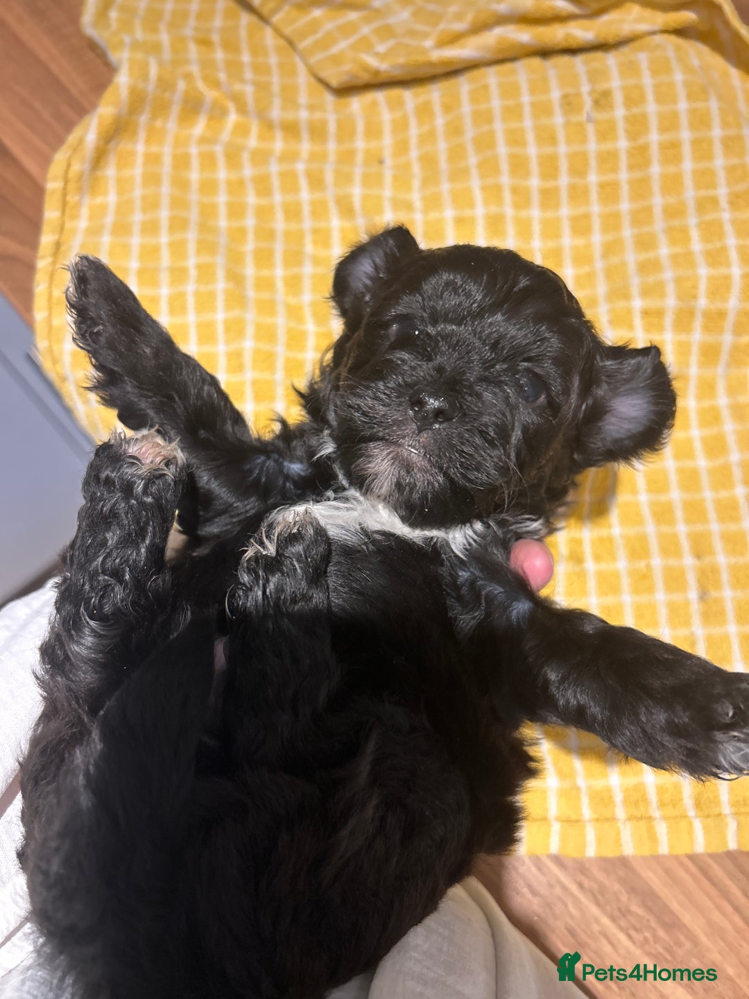 Lhasapoo dogs for sale: Lhasa apso x Toy poodle (hypoallergenic) lhasapoos - Advert 6