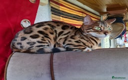 Bengal cats for sale: Breeding quality pedigree bengal boy & girl - Image 11
