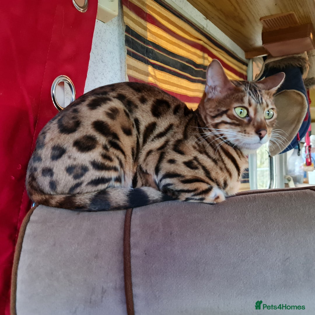Bengal cats for sale: Breeding quality pedigree bengal boy & girl - Image 11