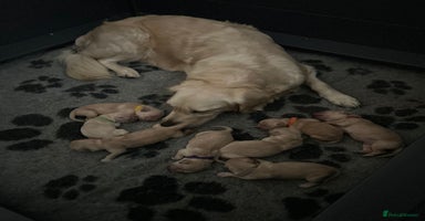 Golden Retriever dogs - Advert 7