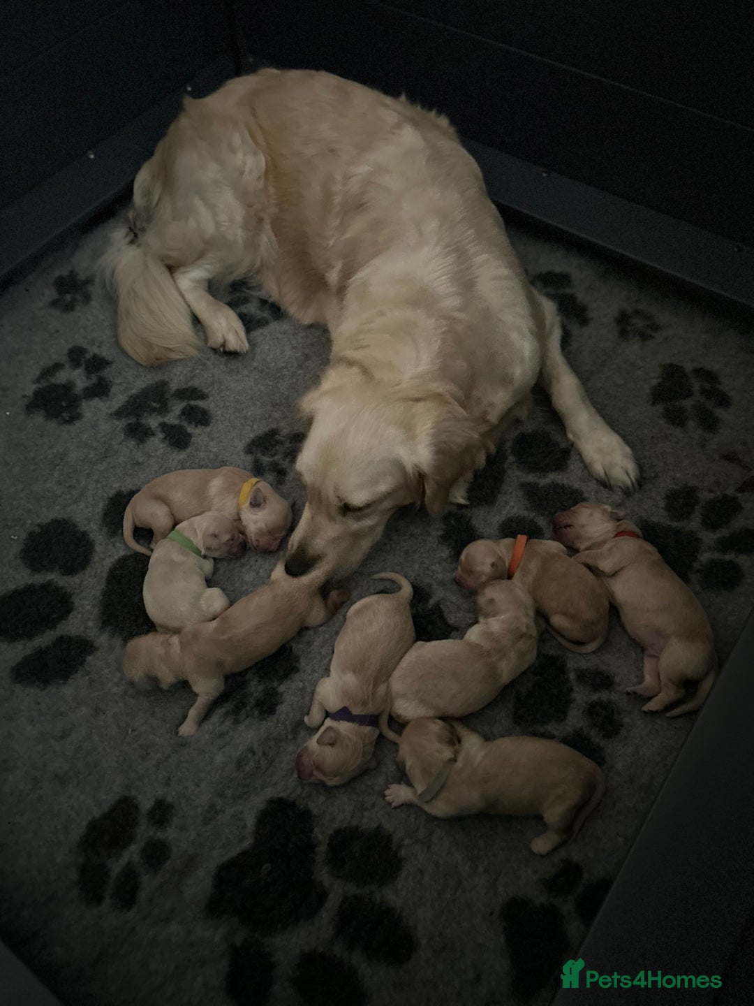 Golden Retriever dogs for sale: Remarkable Golden Retriever Puppies - Image 2