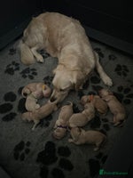 Golden Retriever dogs - Advert 6