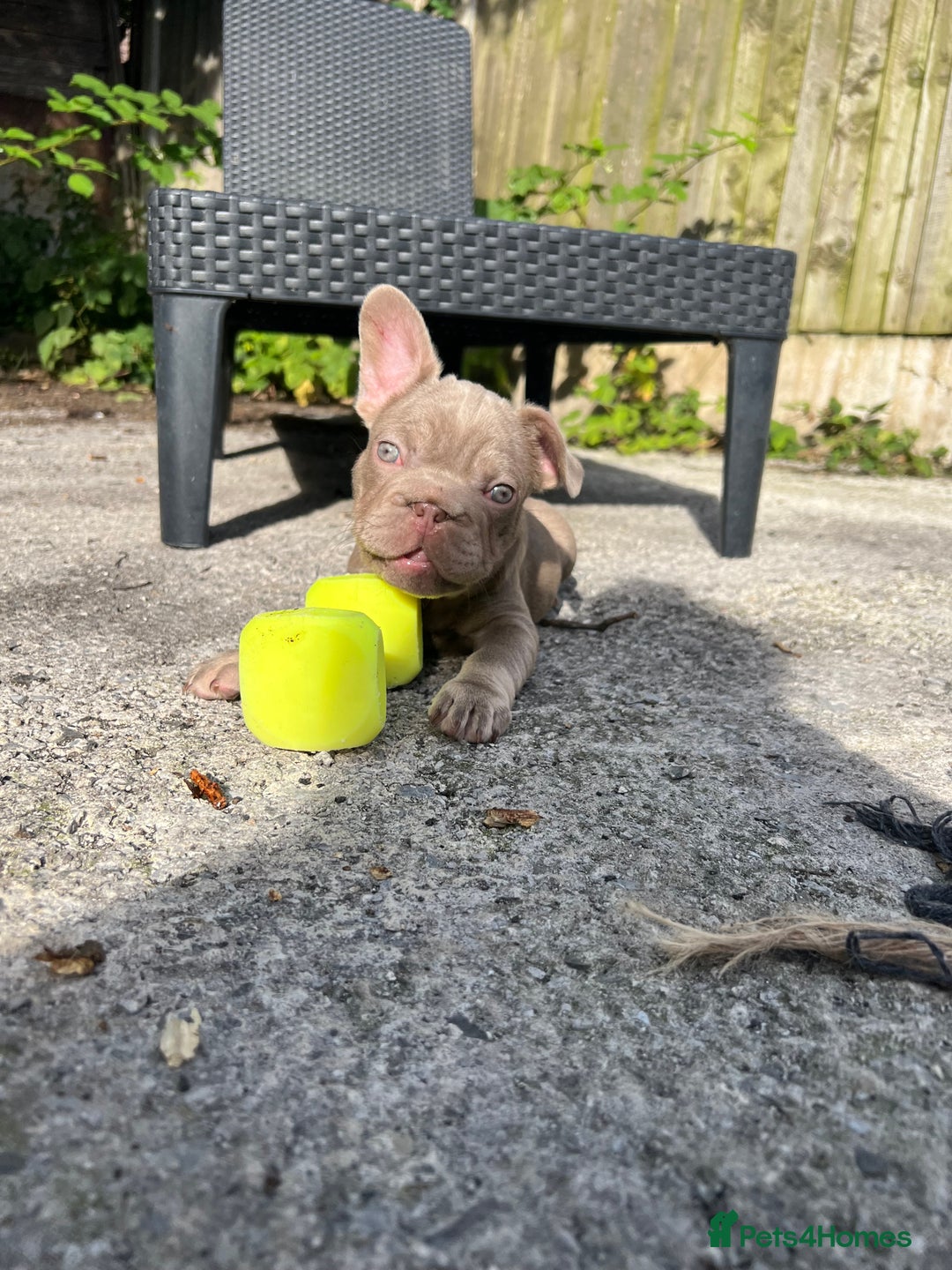 French Bulldog dogs for sale: 2 French bulldog pups.  1 boy & 1 girl.  - Image 17