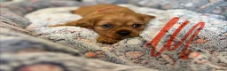 Cavalier King Charles Spaniel dogs for sale: Ruby&blenheim puppies  - Advert 4
