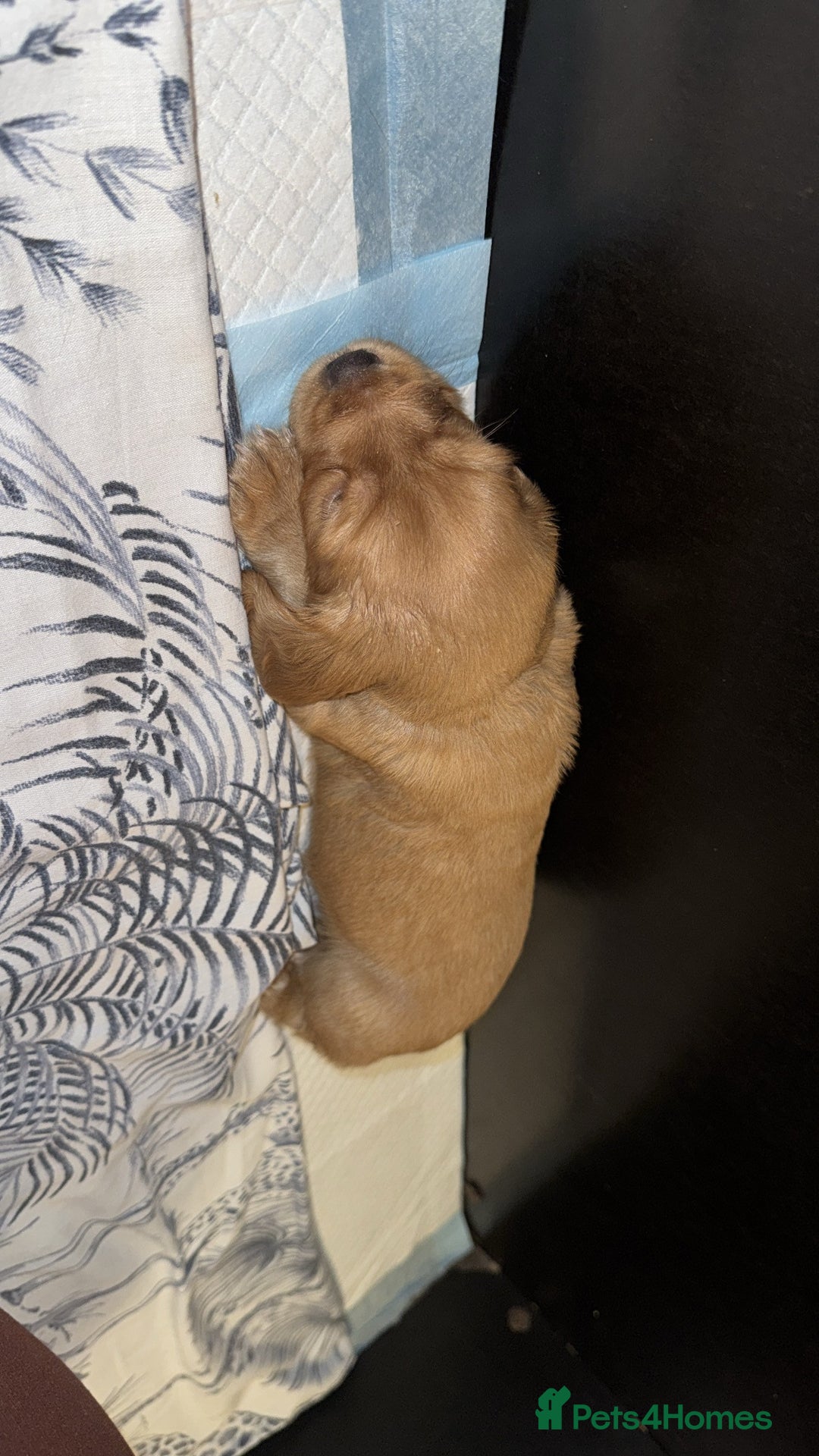 Cocker Spaniel dogs for sale: Working cocker spaniel puppies - Image 6