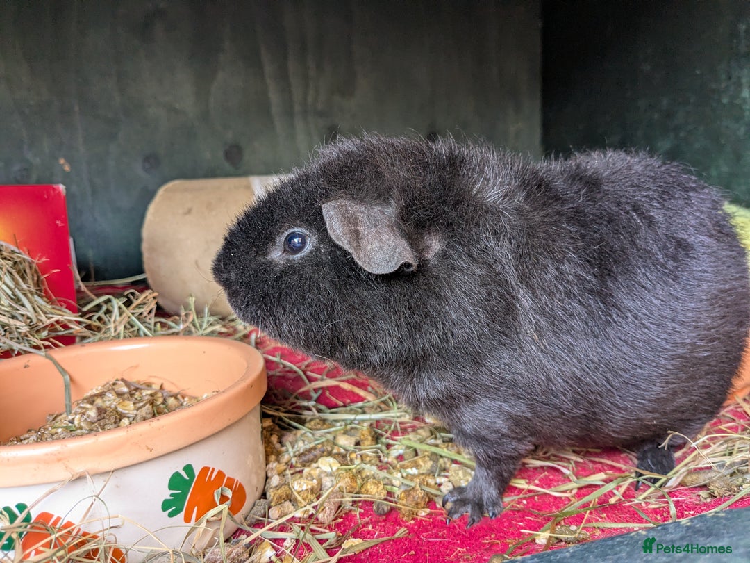 Guinea Pig rodents for sale: Teddy guinea pig boars available now  - Image 2