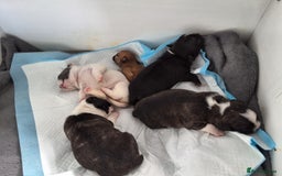 Mixed Breed dogs for sale: Frenchie cross chihuahua  - Image 3