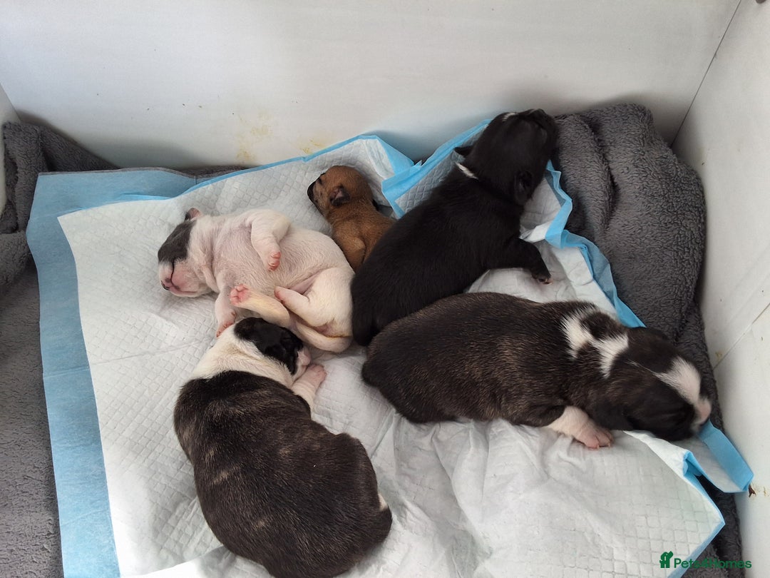 Mixed Breed dogs for sale: Frenchie cross chihuahua  - Image 3