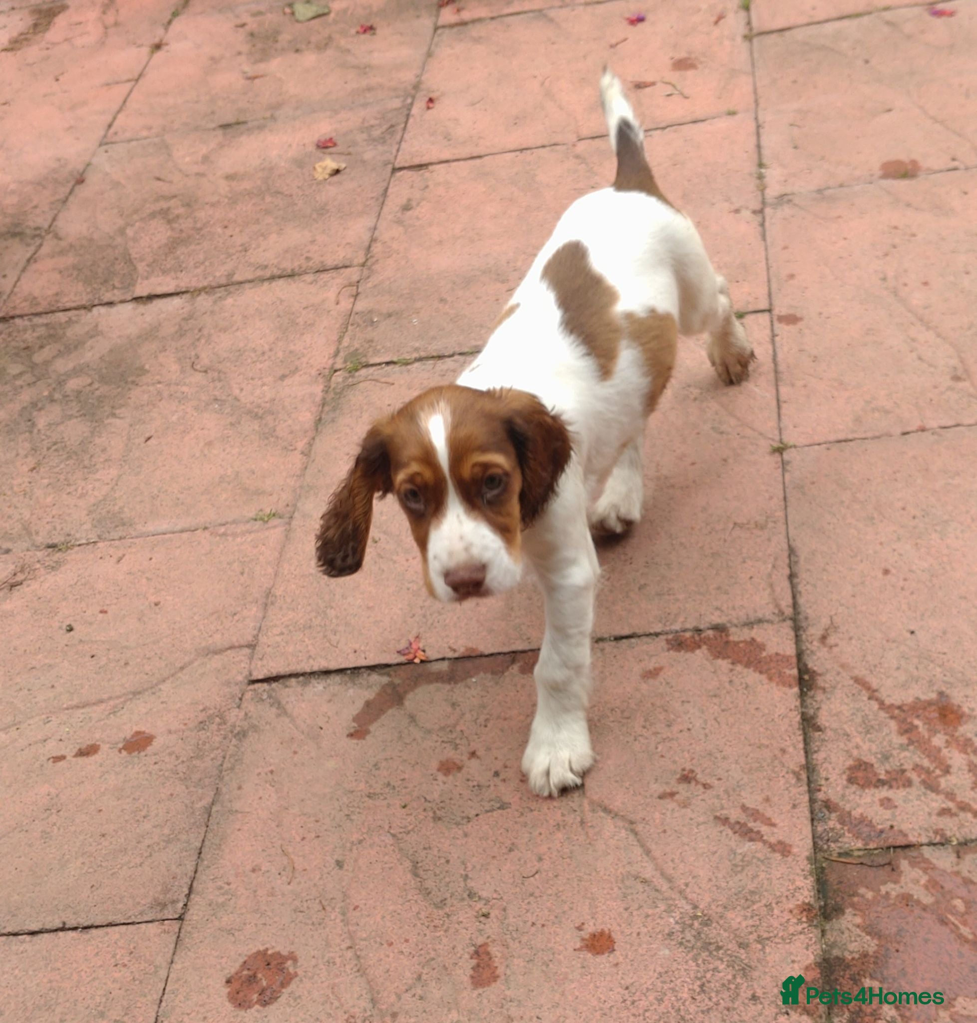 Cocker Spaniel dogs KC cocker spaniel pups. BEAUTIFUL PUPS. FULLY INOC - Advert 11