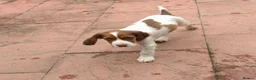 Cocker Spaniel dogs for sale: KC cockerpups. BEAUTIFUL PUPS. FULLY INOC - Advert 7